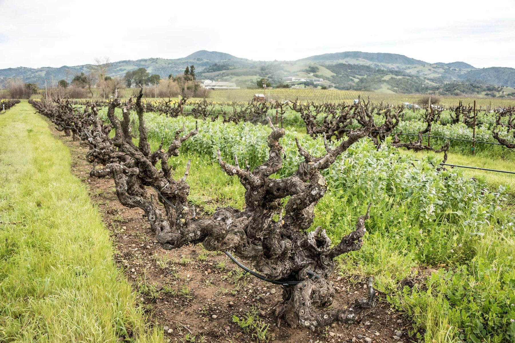 Ridge Vineyards - Iconic Californian Reds