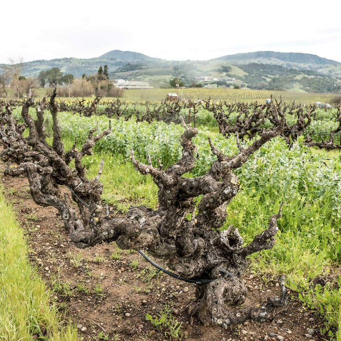 Ridge Vineyards - Iconic Californian Reds