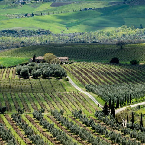 Tuscan Treasure: Brunello di Montalcino